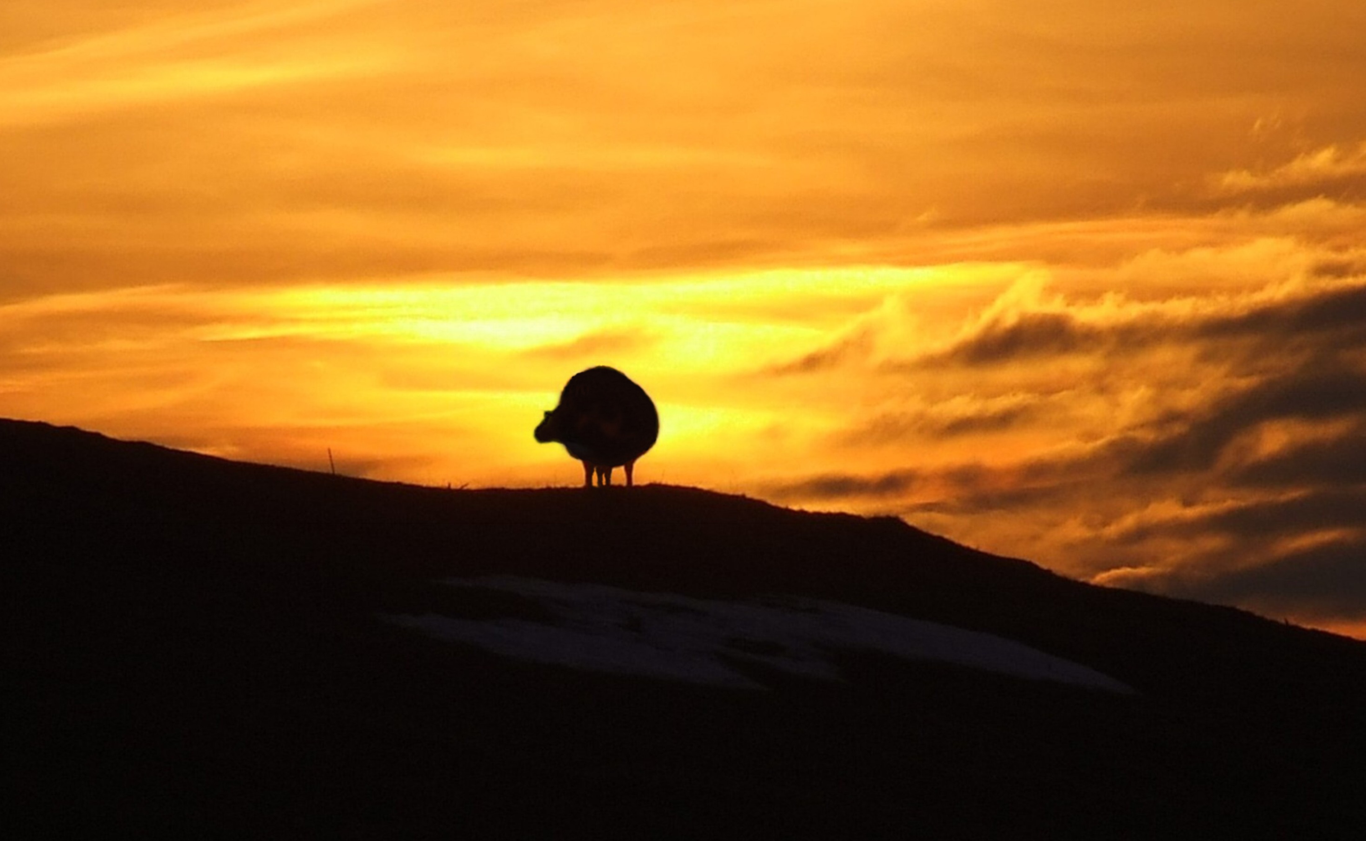 IN THE GLOW OF THE SUNSET Bill Bagley Photography